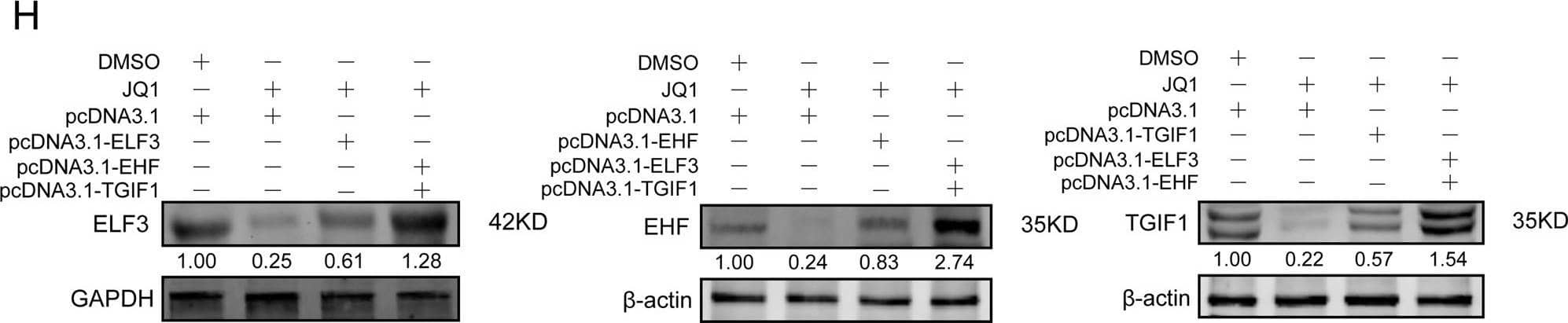 Inhibition of the SE-associated key targets attenuated LUAD malignant progression via the suppression of master TFs in CRC model.A–C Perturbation of SE associated key targets, including BRD4, EP300, and CDK7, by small-molecule inhibitors reduced the expression of master TFs significantly at protein levels. D Expressions of master TFs in LUAD cell line PC-9 treated with SE associated targets inhibitors in mRNA level were analyzed by real-time PCR. E Inhibition of invasive and migrate activity by perturbation of SE associated key targets via small molecular inhibitions. PC-9 cells were cultured with indicated small molecular inhibitions and subjected to invasion and migration assays (see “Materials and methods”). Invaded and migrated cells were stained with crystal violet and counted. Representative photographs were shown. F, G Histograms represent the number of invasion or migration cells. H In PC-9 cell lines, alterations of ELF3, EHF, and TGIF1 at protein levels while JQ1 treated for 100 nM 48 h together with or without transfected with overexpression plasmids. GAPDH and  beta -actin were used as internal control, the lower panels showed the gray scale ratio of protein (ELF3) to GAPDH and protein (EHF and TGIF1) to  beta -actin. *p < 0.05; **p < 0.01; ***p < 0.001. Image collected and cropped by CiteAb from the following publication (//pubmed.ncbi.nlm.nih.gov/33070167), licensed under a CC-BY license. Not internally tested by R&D Systems.