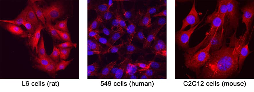 Immunocytochemistry Caveolin-2 Antibody [Unconjugated]