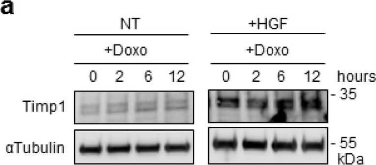 Preconditioning with HGF induces Timp1 (tissue inhibitor of metalloproteinases-1) protein synthesis, which is followed by Stat3 phosphorylation and protection against Doxo-induced apoptosis. (a) H9c2 cardiomyoblasts were treated with Doxo (25 μM) or Doxo+HGF (0.5 nM). For cell treatments, see Figure 1a. Timp1 protein levels were evaluated by Western blotting at different points of recovery time (a). Cells were also treated with (b) 500 nM JNJ38877605 Met inhibitor (Doxo+HGF+JNJ) or (c,d) 1 µM PD98059 Erk1,2 inhibitor (Doxo+HGF+PD). Protein (b,d) and mRNA (c) levels of Timp1 were analyzed after 24 h of recovery time. Polr2a was used as reference gene for the expression data normalization. *** p < 0.005 significantly different from Doxo-treated cells. (e,f) H9c2 cells were pretreated with HGF alone, or with HGF+Cycloheximide (CHX, 10 μM) for 4 h. Then, Doxo (25 μM) was added in the last 1 h. The CHX treatment was performed 30 min before adding HGF and was maintained during all the treatment protocol. Protein levels of Timp1, P-Stat3 (Y705), Stat3, P-Erk1,2, Erk2 (e) and total and cleaved caspase 3 (f) were detected at different time points of recovery time (0, 2 and 6 h). (g,h) H9c2 cells were treated with Doxo (25 μM), Doxo+HGF (0.5 nM) or Doxo+HGF+Timp1 siRNA. Protein levels of Timp1, P-Stat3 (Y705), Stat3, P-Erk1,2 and Erk2 (g) and  gamma H2AX, H2AX and cleaved/total caspase 3 ratios (h) were measured after 24 h of recovery time. The ratios calculated between cleaved and total caspase 3 are shown.  alpha tubulin was used as the loading control in all Western blots. Data are representative results of three independent experimental replicates. Image collected and cropped by CiteAb from the following open publication (//pubmed.ncbi.nlm.nih.gov/32722178), licensed under a CC-BY license. Not internally tested by R&D Systems.