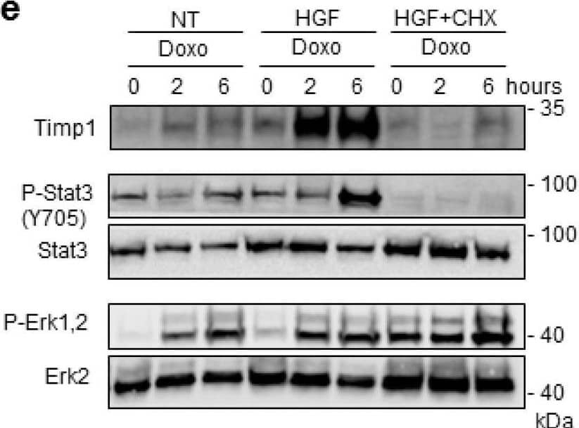 Preconditioning with HGF induces Timp1 (tissue inhibitor of metalloproteinases-1) protein synthesis, which is followed by Stat3 phosphorylation and protection against Doxo-induced apoptosis. (a) H9c2 cardiomyoblasts were treated with Doxo (25 μM) or Doxo+HGF (0.5 nM). For cell treatments, see Figure 1a. Timp1 protein levels were evaluated by Western blotting at different points of recovery time (a). Cells were also treated with (b) 500 nM JNJ38877605 Met inhibitor (Doxo+HGF+JNJ) or (c,d) 1 µM PD98059 Erk1,2 inhibitor (Doxo+HGF+PD). Protein (b,d) and mRNA (c) levels of Timp1 were analyzed after 24 h of recovery time. Polr2a was used as reference gene for the expression data normalization. *** p < 0.005 significantly different from Doxo-treated cells. (e,f) H9c2 cells were pretreated with HGF alone, or with HGF+Cycloheximide (CHX, 10 μM) for 4 h. Then, Doxo (25 μM) was added in the last 1 h. The CHX treatment was performed 30 min before adding HGF and was maintained during all the treatment protocol. Protein levels of Timp1, P-Stat3 (Y705), Stat3, P-Erk1,2, Erk2 (e) and total and cleaved caspase 3 (f) were detected at different time points of recovery time (0, 2 and 6 h). (g,h) H9c2 cells were treated with Doxo (25 μM), Doxo+HGF (0.5 nM) or Doxo+HGF+Timp1 siRNA. Protein levels of Timp1, P-Stat3 (Y705), Stat3, P-Erk1,2 and Erk2 (g) and  gamma H2AX, H2AX and cleaved/total caspase 3 ratios (h) were measured after 24 h of recovery time. The ratios calculated between cleaved and total caspase 3 are shown.  alpha tubulin was used as the loading control in all Western blots. Data are representative results of three independent experimental replicates. Image collected and cropped by CiteAb from the following open publication (//pubmed.ncbi.nlm.nih.gov/32722178), licensed under a CC-BY license. Not internally tested by R&D Systems.