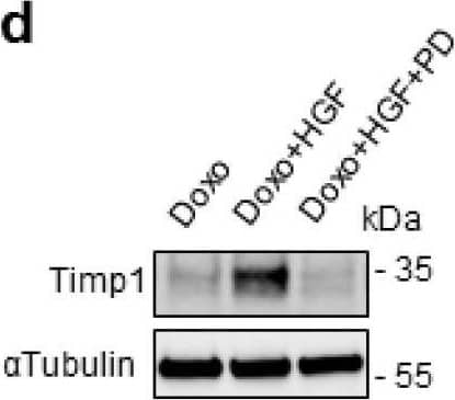 Preconditioning with HGF induces Timp1 (tissue inhibitor of metalloproteinases-1) protein synthesis, which is followed by Stat3 phosphorylation and protection against Doxo-induced apoptosis. (a) H9c2 cardiomyoblasts were treated with Doxo (25 μM) or Doxo+HGF (0.5 nM). For cell treatments, see Figure 1a. Timp1 protein levels were evaluated by Western blotting at different points of recovery time (a). Cells were also treated with (b) 500 nM JNJ38877605 Met inhibitor (Doxo+HGF+JNJ) or (c,d) 1 µM PD98059 Erk1,2 inhibitor (Doxo+HGF+PD). Protein (b,d) and mRNA (c) levels of Timp1 were analyzed after 24 h of recovery time. Polr2a was used as reference gene for the expression data normalization. *** p < 0.005 significantly different from Doxo-treated cells. (e,f) H9c2 cells were pretreated with HGF alone, or with HGF+Cycloheximide (CHX, 10 μM) for 4 h. Then, Doxo (25 μM) was added in the last 1 h. The CHX treatment was performed 30 min before adding HGF and was maintained during all the treatment protocol. Protein levels of Timp1, P-Stat3 (Y705), Stat3, P-Erk1,2, Erk2 (e) and total and cleaved caspase 3 (f) were detected at different time points of recovery time (0, 2 and 6 h). (g,h) H9c2 cells were treated with Doxo (25 μM), Doxo+HGF (0.5 nM) or Doxo+HGF+Timp1 siRNA. Protein levels of Timp1, P-Stat3 (Y705), Stat3, P-Erk1,2 and Erk2 (g) and  gamma H2AX, H2AX and cleaved/total caspase 3 ratios (h) were measured after 24 h of recovery time. The ratios calculated between cleaved and total caspase 3 are shown.  alpha tubulin was used as the loading control in all Western blots. Data are representative results of three independent experimental replicates. Image collected and cropped by CiteAb from the following open publication (//pubmed.ncbi.nlm.nih.gov/32722178), licensed under a CC-BY license. Not internally tested by R&D Systems.