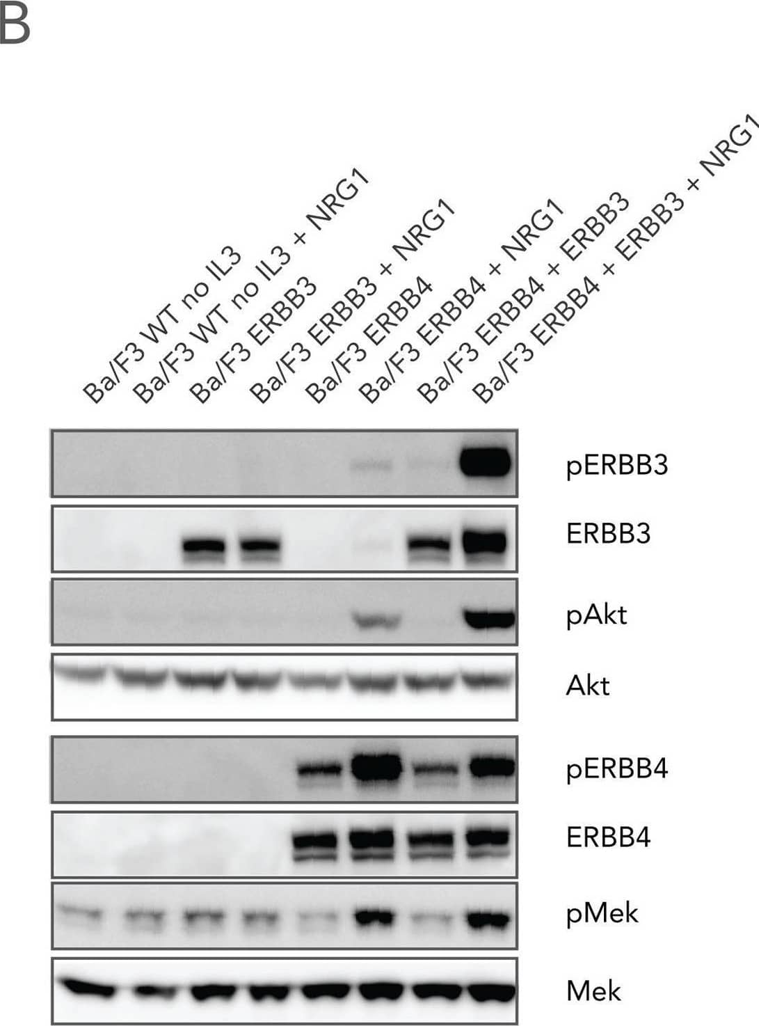 NRG1-induced proliferation and signaling of Ba/F3 cells expressing ERBB3 and/or ERBB4.(A) Cells expressing either ERBB4 (upper panel), ERBB4 and ERBB3 (middle panel) or ERBB3 receptors (lower panel) were cultured in medium without ligand, in the presence of 10 ng/ml IL3, or in the presence of 10 or 100 ng/ml NRG1. Cell numbers were counted at the indicated time points. (B) Parental Ba/F3 or Ba/F3 cells expressing ERBB3, ERBB4 or both receptors were incubated in the absence of IL3 and treated with 100 ng/mL NRG1 where indicated. Total cell lysate were then prepared and immunoblotted with phosphoepitope- and protein-specific antibodies for ERBB3, ERBB4, Akt and MEK. Image collected and cropped by CiteAb from the following open publication (//pubmed.ncbi.nlm.nih.gov/26745281), licensed under a CC-BY license. Not internally tested by R&D Systems.