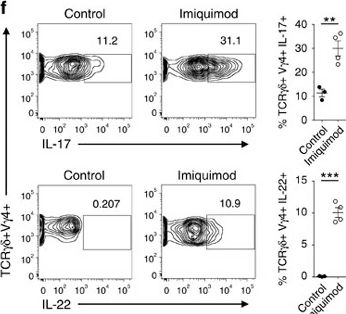 Imiquimod increases IL-17 and IL-22 in both  gamma δ and  alpha  beta  T cells in skin.Skin and ear of wild type C57BL/6 mice were treated by topical application of imiquimod cream (Fougera, n=4) or control cream (Vaseline, n=3) for 6 consecutive days. (a) Weight loss of imiquimod and control cream treated mice monitored daily. (b) Photographs of imiquimod and control cream treated skin and ear; photos were taken at day 6. H&E stained ear and back skin sections of imiquimod treated and control mice. Scale bar, 200 μm. (c) Thickness of skin measured by Digimatic Caliper at day 6 in control and imiquimod treated mice. Data showed represents average of at least two measurements. (d) Ear thickness of imiquimod and control cream treated mice monitored daily. Ear thickness was measured using Digimatic Caliper. (e) Quantitative PCR analysis of Th17 associated cytokines and Foxp3 in skin after 6 days of imiquimod and control cream treatment. (f) Representative flow cytometric analysis of TCR gamma δ+V gamma 4+IL-17+ (upper raw) and TCR gamma δ+V gamma 4+IL-22+ cells (lower row) in the skin of control (n=3) and imiquimod treated mice (n=4). (g) Representative flow cytometric analysis of single-positive TCR beta +IL-17+ (upper raw) or TCR beta +IL-22+ (lower raw) cells in the skin of control (n=3) and imiquimod treated mice (n=4). Data representative of more than three experiments, results are shown as mean±s.e.m., significance determined by unpaired two-tailed Student's t-test (*P<0.05; **P<0.01; ***P<0.001). Image collected and cropped by CiteAb from the following publication (//pubmed.ncbi.nlm.nih.gov/26416167), licensed under a CC-BY license. Not internally tested by R&D Systems.