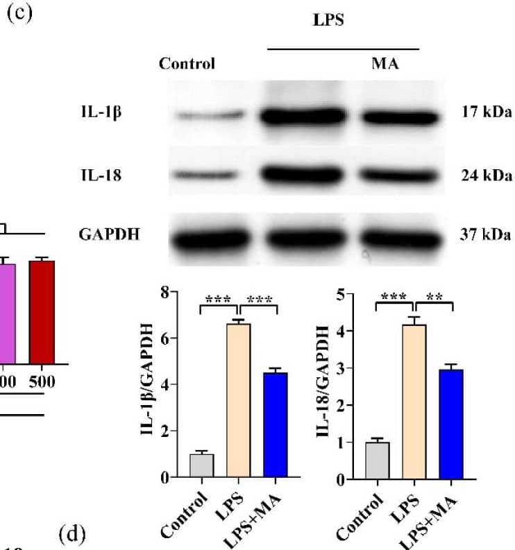 MA exhibits anti-inflammatory effects in LPS-induced RAW264.7 cells. (a) Cell viability was assessed by CCK-8 assay in RAW264.7 cells treated with different concentrations of MA (0-500 mg/L) for 12 h, followed by 1 mg/L LPS stimulation for 24 h. (b) qRT-PCR was performed to evaluate the mRNA expressions of TNF-alpha , IL-1 beta , IL-6, and IL-18 in RAW264.7 cells after treatment with 100 mg/L MA for 12 h, followed by stimulation with 1 mg/L LPS for 24 h. (c) Western blot was performed to detect the protein levels of IL-1 beta  and IL-18 in RAW264.7 cells. (d) ELISA was conducted to detect the levels of inflammatory cytokines including TNF-alpha , IL-1 beta , IL-6, and IL-18 in RAW264.7 cells. Data are shown as mean ± SEM obtained from three independent experiments. ** p < 0.01, *** p < 0.001. Image collected and cropped by CiteAb from the following open publication (//pubmed.ncbi.nlm.nih.gov/36293333), licensed under a CC-BY license. Not internally tested by R&D Systems.