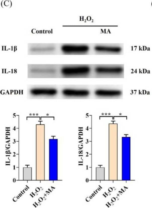 MAs demonstrate anti-inflammatory properties in H2O2-induced IPEC-1 cells. (A) The viability of IPEC-1 cells was determined using the CCK-8 assay. (B) The gene expression levels of TNF-alpha , IL-1 beta , IL-6, and IL-18 in IPEC-1 cells after treatment with 100 mg/L of MAs for 12 h, followed by stimulation with 1 mM H2O2 for 1 h. (C) The protein expression levels of IL-1 beta  and IL-18. (D) The protein levels of TNF-alpha , IL-1 beta , IL-6, and IL-18. * p < 0.05, ** p < 0.01, *** p < 0.001. Image collected and cropped by CiteAb from the following open publication (//www.mdpi.com/2076-3921/13/5/533), licensed under a CC-BY license. Not internally tested by R&D Systems.