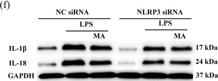 MA attenuates LPS-induced inflammatory effects through inhibition of NLRP3. (a) qRT-PCR was performed to evaluate the mRNA expression of NLRP3, ASC and Caspase-1 in RAW264.7 cells. (b) Western blot analysis was performed to detect the protein levels of NLRP3, ASC, and Caspase-1 in RAW264.7 cells. (c) qRT-PCR was performed to evaluate the mRNA expression of NLRP3 in RAW264.7 cells after siRNA treatment. Cells were first transfected with siRNA for 48 h, followed by treatment with 100mg/L MA for 12h, and finally treated with 1mg/L LPS for 24 h. All subsequent experimental cell treatments in this figure are performed in the same way as this cell treatment. (d) Western blot analysis was performed to detect the protein levels of NLRP3 in RAW264.7 cells after siRNA treatment. (e) qRT-PCR was performed to evaluate the mRNA expression of IL-1 beta  and IL-18 in RAW264.7 cells after siRNA treatment. (f) Western blot was performed to detect the protein levels of IL-1 beta  and IL-18 in RAW264.7 cells after siRNA treatment. (g) ELISA was conducted to detect the levels of IL-1 beta  inflammatory cytokines after siRNA treatment. (h) qRT-PCR was performed to evaluate the mRNA expression of NLRP3, ASC, and Caspase-1 in RAW264.7 cells after siRNA treatment. (i) Western blot was performed to detect the protein levels of NLRP3, ASC, and Caspase-1 in RAW264.7 cells after siRNA treatment. Data are shown as mean ± SEM obtained from three independent experiments. * p < 0.05, ** p < 0.01, *** p < 0.001. Image collected and cropped by CiteAb from the following open publication (//pubmed.ncbi.nlm.nih.gov/36293333), licensed under a CC-BY license. Not internally tested by R&D Systems.