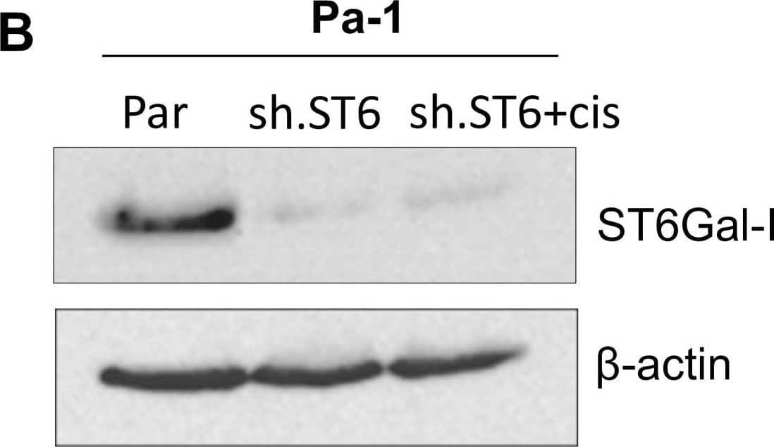 Cells that are resistant to cisplatin have upregulated endogenous ST6Gal-I. (A) Pa-1 cells with ST6Gal-I knockdown (sh.ST6) were exposed to cisplatin for 3 weeks, and the remaining viable population (sh.ST6 cis-res) was expanded and immunoblotted for ST6Gal-I. (B) Pa-1 cells with ST6Gal-I knockdown do not upregulate ST6Gal-I expression following a 24-hr treatment with cisplatin (sh.ST6 + cis). (C) Parental A2780 ovarian cancer cells (Par) and a cisplatin-resistant derivative population (Cis-res) were immunoblotted for endogenous ST6Gal-I. Image collected and cropped by CiteAb from the following publication (//pubmed.ncbi.nlm.nih.gov/23578204), licensed under a CC-BY license. Not internally tested by R&D Systems.