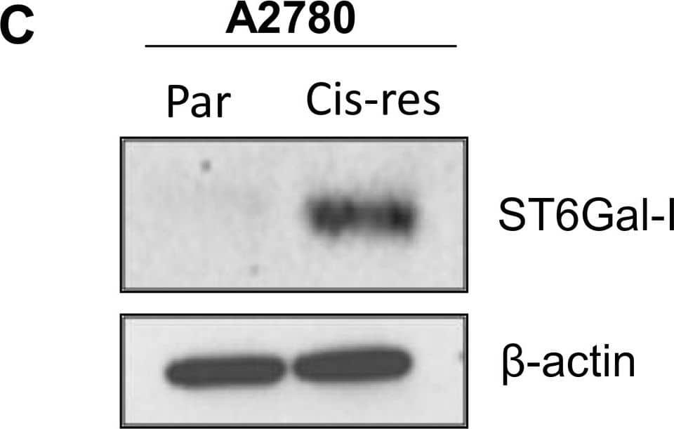 Cells that are resistant to cisplatin have upregulated endogenous ST6Gal-I. (A) Pa-1 cells with ST6Gal-I knockdown (sh.ST6) were exposed to cisplatin for 3 weeks, and the remaining viable population (sh.ST6 cis-res) was expanded and immunoblotted for ST6Gal-I. (B) Pa-1 cells with ST6Gal-I knockdown do not upregulate ST6Gal-I expression following a 24-hr treatment with cisplatin (sh.ST6 + cis). (C) Parental A2780 ovarian cancer cells (Par) and a cisplatin-resistant derivative population (Cis-res) were immunoblotted for endogenous ST6Gal-I. Image collected and cropped by CiteAb from the following publication (//ovarianresearch.biomedcentral.com/articles/10.1186/1757-2215-6-25), licensed under a CC-BY license. Not internally tested by R&D Systems.