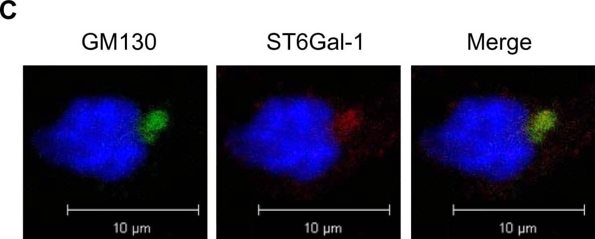 ST6Gal-I expression in OV4 ovarian cancer cells. OV4 cells that have no endogenous ST6Gal-I were stably transduced with either empty vector or ST6Gal-I-expressing lentivirus. ST6Gal-I expression was confirmed by immunocytochemistry (A) and immunoblotting (B). ST6Gal-I localization to the Golgi is shown by co-localization with the Golgi marker GM-130 in the ST6Gal-I forced expression line (C) Par = parental; EV = empty vector; ST6 = cells with forced ST6Gal-I expression. Image collected and cropped by CiteAb from the following publication (//ovarianresearch.biomedcentral.com/articles/10.1186/1757-2215-6-25), licensed under a CC-BY license. Not internally tested by R&D Systems.