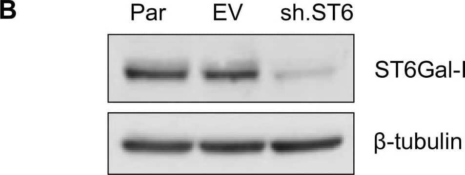 ST6Gal-I knockdown in Pa-1 ovarian cancer cells. Pa-1 cells that have high endogenous ST6Gal-I were stably transduced with either empty vector lentivirus, or virus expressing shRNA for ST6Gal-I. ST6Gal-I knockdown was confirmed by immunocytochemistry (A) and immunoblotting (B). ST6Gal-I localization to the Golgi was confirmed by co-localization with the Golgi marker GM-130 in the empty vector transduced line (C) Par = parental; EV = empty vector; sh.ST6 = cells stably expressing shRNA for ST6Gal-I. Image collected and cropped by CiteAb from the following publication (//ovarianresearch.biomedcentral.com/articles/10.1186/1757-2215-6-25), licensed under a CC-BY license. Not internally tested by R&D Systems.