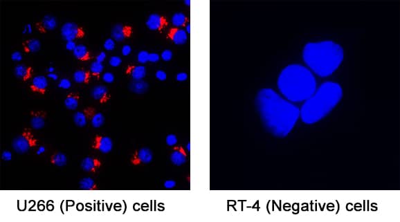 ST6 Gal Sialyltransferase 1/ST6GAL1 was detected in immersion fixed U266 human myeloma cell line (Positive) & RT‑4 human urinary bladder transitional cell papilloma cell line (Negative) using Goat Anti-Human ST6 Gal Sialyltransferase 1/ST6GAL1 Antigen Affinity-purified Polyclonal Antibody (Catalog # AF5924) at 5 &micro;g/mL for 3 hours at room temperature. Cells were stained using the NorthernLights&trade; 557-conjugated Anti-Goat IgG Secondary Antibody (red; Catalog # NL001) and counterstained with DAPI (blue). Specific staining was localized to Golgi. View our protocol for Fluorescent ICC Staining of Non-adherent Cells.