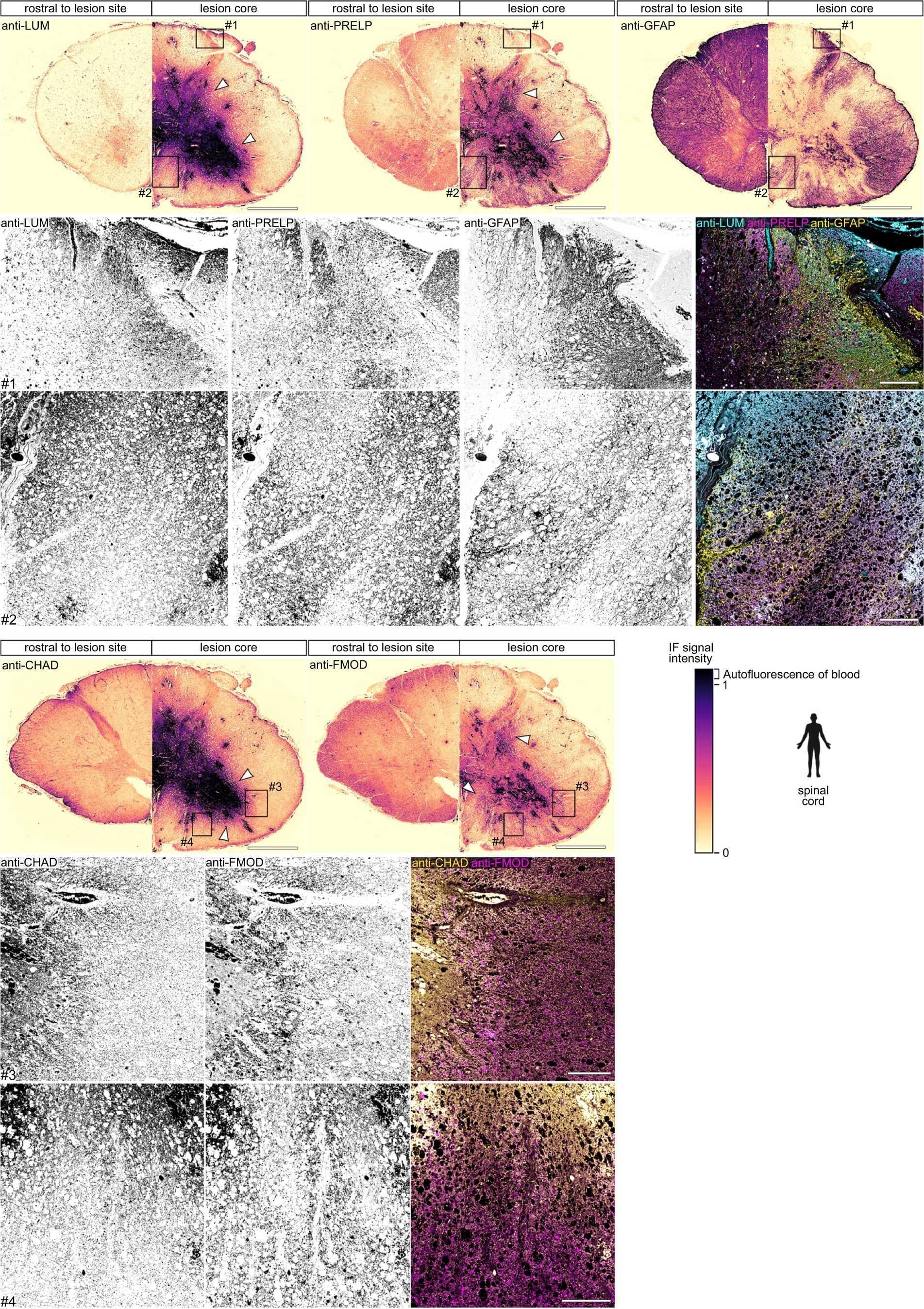 Immunohistochemistry Fibromodulin/FMOD Antibody