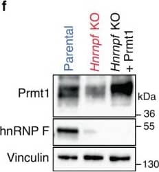 Western Blot PRMT1 Antibody