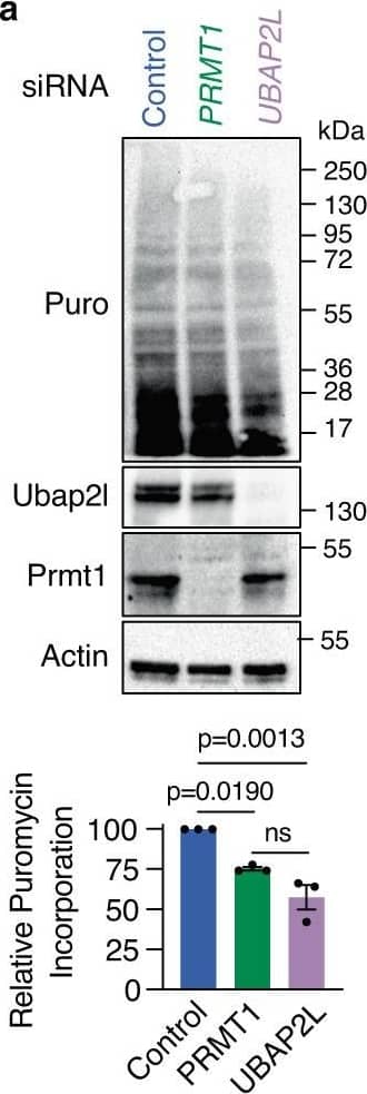 Western Blot PRMT1 Antibody