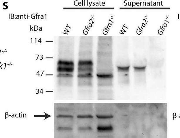 RA mechanoreceptors utilize GFRa1 produced by neighboring neurons to respond to GDNF. Western blot analysis of cell lysates and concentrated supernatants from cultured dissociated DRG neurons of E18.5-P1 wild-type, Gfra2 null, and Gfra1 null mice. (S) The specificity of the anti-GFRa1 antibody was confirmed by the loss of a doublet at the predicted size of GFRa1 in Gfra1 null cell lysates. GFRa1 was also detected in the supernatants of wild-type and Gfra2 null cultures, but not Gfra1 null cultures, indicating that GFRa1 is shed from the membrane of DRGs of both wild-type and Gfra2 mutants. Note that the size of cleaved GFRa1 is slightly smaller than that tethered to cells, which is consistent with previous publication (Paratcha et al., 2001). Following detection of GFRa1, membranes were stripped and probed for  beta -actin, which served as a loading control and confirmation that the supernatant fraction was not contaminated with cells or cellular debris (lower panel). Image collected and cropped by CiteAb from the following open publication (//pubmed.ncbi.nlm.nih.gov/25838128), licensed under a CC-BY license. Not internally tested by R&D Systems.