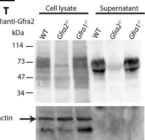 RA mechanoreceptors utilize GFRa1 produced by neighboring neurons to respond to GDNF. (S–V) Western blot analysis of cell lysates and concentrated supernatants from cultured dissociated DRG neurons of E18.5-P1 wild-type, Gfra2 null, and Gfra1 null mice. (T) The specificity of the anti-GFRa2 antibody was confirmed by the loss of a band ∼75 kDa in Gfra2 null cell lysates. The larger than predicted size of GFRa2 may be due to post-translational modifications. Two GFRa2 specific bands were also detected in the supernatants of wild-type and Gfra1 null cultures, but not Gfra2 null cultures, indicating that GFRa2 is also shed from DRG cell membranes. The size of cleaved GFRa2 is also smaller than that tethered to cells. Image collected and cropped by CiteAb from the following open publication (//pubmed.ncbi.nlm.nih.gov/25838128), licensed under a CC-BY license. Not internally tested by R&D Systems.