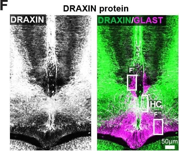 Draxin is expressed in midline zipper glia (MZG) and their progenitors, and associates with MZG membranes, leptomeninges, and the pial surface of the interhemispheric fissure (IHF).Schema of interhemispheric midline at E12 (A), E15 (D dorsal; G ventral) and E17 (I). In situ hybridisation for Draxin mRNA (white or green), with immunohistochemistry for astroglial marker, GLAST (red), and leptomeninges and IHF marker, Laminin (LAM; magenta) in E12 (B), E15 (E), and E17 (J) wildtype CD1 mid-horizontal telencephalic midline tissue sections. Yellow arrowheads indicate Draxin-positive/GLAST-positive glia. Open red arrowheads indicate lack of Draxin mRNA within the IHF (yellow outlined). Immunohistochemistry for DRAXIN (white or green), GLAST (red or magenta), and LAM (magenta) in E12 (C), E15 (F), and E17 (K) wildtype CD1 mid-horizontal telencephalic midline tissue sections. (H) DRAXIN (white or green), axonal marker GAP43 (red), and LAM (magenta) in E15 ventral telencephalic midline tissue sections. Yellow arrowheads indicate regions of DRAXIN protein on GLAST-positive glial fibres (C, F, K) or DRAXIN protein on GAP43-positive axons (H’). White arrowheads indicate DRAXIN protein within the IHF and on the basement membrane of the IHF. BM: basement membrane; CCx: cingulate cortex; IGG: indusium griseum glia; LM: leptomeninges; MZGp: midline zipper glia progenitors; Se: septum; Th: telencephalic hinge; 3V: third ventricle. Image collected and cropped by CiteAb from the following open publication (//pubmed.ncbi.nlm.nih.gov/33945466), licensed under a CC-BY license. Not internally tested by R&D Systems.