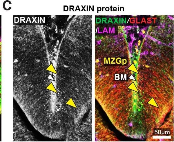 Draxin is expressed in midline zipper glia (MZG) and their progenitors, and associates with MZG membranes, leptomeninges, and the pial surface of the interhemispheric fissure (IHF).Schema of interhemispheric midline at E12 (A), E15 (D dorsal; G ventral) and E17 (I). In situ hybridisation for Draxin mRNA (white or green), with immunohistochemistry for astroglial marker, GLAST (red), and leptomeninges and IHF marker, Laminin (LAM; magenta) in E12 (B), E15 (E), and E17 (J) wildtype CD1 mid-horizontal telencephalic midline tissue sections. Yellow arrowheads indicate Draxin-positive/GLAST-positive glia. Open red arrowheads indicate lack of Draxin mRNA within the IHF (yellow outlined). Immunohistochemistry for DRAXIN (white or green), GLAST (red or magenta), and LAM (magenta) in E12 (C), E15 (F), and E17 (K) wildtype CD1 mid-horizontal telencephalic midline tissue sections. (H) DRAXIN (white or green), axonal marker GAP43 (red), and LAM (magenta) in E15 ventral telencephalic midline tissue sections. Yellow arrowheads indicate regions of DRAXIN protein on GLAST-positive glial fibres (C, F, K) or DRAXIN protein on GAP43-positive axons (H’). White arrowheads indicate DRAXIN protein within the IHF and on the basement membrane of the IHF. BM: basement membrane; CCx: cingulate cortex; IGG: indusium griseum glia; LM: leptomeninges; MZGp: midline zipper glia progenitors; Se: septum; Th: telencephalic hinge; 3V: third ventricle. Image collected and cropped by CiteAb from the following open publication (//pubmed.ncbi.nlm.nih.gov/33945466), licensed under a CC-BY license. Not internally tested by R&D Systems.