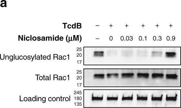 Mechanism-of-action of niclosamide inhibition of TcdB intoxication. a Western blot image for intracellular Rac1 glucosylation (n = 3). IMR-90 cells were treated with niclosamide (doses indicated) for 15 min, followed by treatment with 0.5 pM TcdB. Cells were harvested as described in Methods. Mab102, which recognizes un-glucosylated Rac1 in cells, shows a dose-dependent re-appearance with increasing concentration of niclosamide, relative to total Rac1 levels (n = 2). Image collected and cropped by CiteAb from the following open publication (//pubmed.ncbi.nlm.nih.gov/30531960), licensed under a CC-BY license. Not internally tested by R&D Systems.
