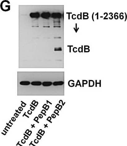Impact of PepB2 on TcdB enzymatic activity, thermal stability, and cell association. (G) Immunoblot analysis of TcdB associating with cells for 30 min. CHO-K1 cells were exposed at 37°C to 4 nM TcdB in the presence and absence of 50 µM peptide. The cells were then washed, and total cell lysates were examined by immunoblotting. In this figure, all bar graphs represent the mean densitometry value ± standard deviation, and asterisks indicate significant change. *, P < 0.01; **, P < 0.001. Image collected and cropped by CiteAb from the following open publication (//pubmed.ncbi.nlm.nih.gov/28512094), licensed under a CC-BY license. Not internally tested by R&D Systems.