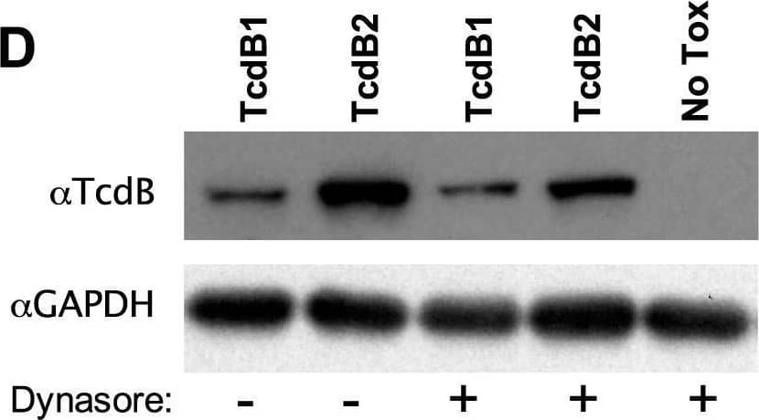 Effective TcdB cell interactions correlate with endocytosis. (A, B) Representative confocal maximum-intensity projections of CHO-K1 cells stained with 250 nM Alexa Fluor 647-labeled TcdB1 B2′B3 (red) (A) or Alexa Fluor 647-labeled TcdB2 B2′B3 (red) (B). Ten micromolar calcein AM (green) was used to counterstain the cytoplasm of live cells with intact membranes, and 0.5 μg/ml Hoechst 33258 (blue) was used to visualize the nucleus. (C) Quantification of the images in panels A and B, expressed as corrected total cell fluorescence. (D) Representative immunoblotting of full-length TcdB1 and TcdB2 associated with CHO-K1 cells in the presence or absence the dynamin inhibitor dynasore (80 μM). Incubations were carried out for 30 min at 37°C. (E) Quantification of data presented in panel D, expressed as relative band density. (F) Representative immunoblotting of full-length TcdB1 and TcdB2 associated with CHO-K1 cells when incubations were carried out for 30 min at a temperature that permits (37°C) or inhibits (ice) endocytosis. (G) Quantification of data presented in panel F, expressed as relative band density. GAPDH, glyceraldehyde-3-phosphate dehydrogenase. Image collected and cropped by CiteAb from the following open publication (//pubmed.ncbi.nlm.nih.gov/28776043), licensed under a CC-BY license. Not internally tested by R&D Systems.
