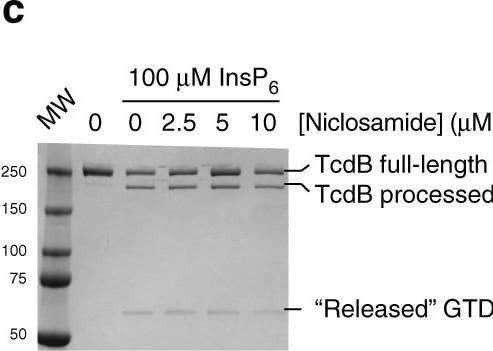 Mechanism-of-action of niclosamide inhibition of TcdB intoxication. c In vitro auto-processing assay. Compound or DMSO was added to 100 nM TcdB, and pre-incubated for 60 min. To initiate auto-processing, InsP6 was added (100 μM) and incubated @ 37 °C for 20 min before stopping with Laemlii sample buffer. Niclosamide at concentrations up to 10 μM did not affect auto-processing (n = 2). Image collected and cropped by CiteAb from the following open publication (//pubmed.ncbi.nlm.nih.gov/30531960), licensed under a CC-BY license. Not internally tested by R&D Systems.