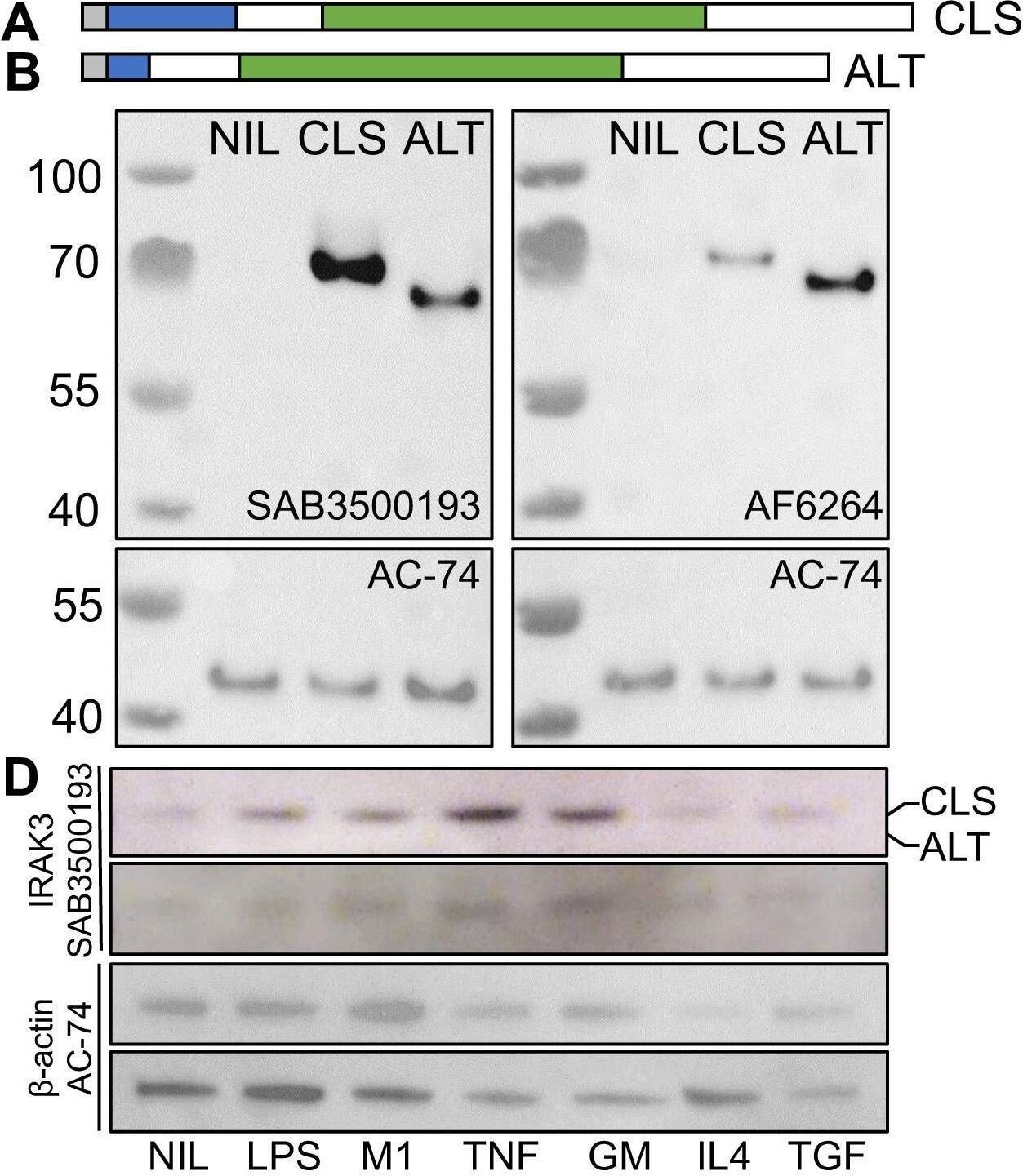 IRAK3 isoform expression in primed macrophages. IRAK3 N-terminal to death domain (DD) (a.a. 1–14) is shaded grey, DD (15–104) is shaded blue, and pseudokinase domain (a.a. 171–446) is shaded green. (A) “Classical” full-length (CLS; NP_009130.2 a.a. 1–596). (B) “Alternative” IRAK-3 (ALT; NP_009130.2 a.a. 1–44, 105–596 of CLS) that lacks most of the DD. (C) Western blotting for IRAK3 in HEK293 cells (NIL) or HEK293 cells overexpressing classical or alternative IRAK3 blotted with two antibodies for IRAK3. (D) IRAK3 expression in monocyte-derived Mφ, unstimulated (NIL) or stimulated for 20 h with LPS, LPS/IFN gamma  (M1), TNF, GM-CSF (GM), IL-4, or TGF-beta 1 (TGF); representative blots of two donors stained for IRAK3 (SAB3500193) and  beta -actin (AC-74). Gene expression of (E) both IRAK3 isoforms and (F) the classical IRAK3 isoform in TNF-stimulated human Mφ. (G) Gene expression of Irak3 in LPS-stimulated (10 ng/mL) murine bone marrow-derived Mφ from wild-type or transgenic mice lacking either Tnfrsf1a or Tnfrsf1b; ANOVA for each respective knockout (KO) vs. wild type (WT), † p < 0.01, ‡ p < 0.001, n = 3–5 experiments. (H) Total IRAK3 gene expression in osteoarthritis (OA) and rheumatoid arthritis (RA) synovial explants and normal healthy monocytes (Mo), n = 12 OA, 19 RA, and 3 Mo. For (E, F, H) * p < 0.05, Student’s t-test. Image collected and cropped by CiteAb from the following open publication (//pubmed.ncbi.nlm.nih.gov/40370470), licensed under a CC-BY license. Not internally tested by R&D Systems.