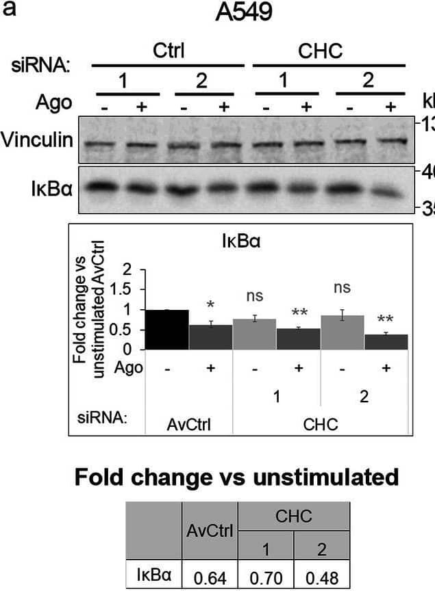 Blocking clathrin-dependent endocytosis enhances activation of canonical NF-kappa B signaling by LT beta R. A549 (a), HEK293T (b, d) and CCD1070Sk (c, d) cells were transfected with siRNAs targeting clathrin (CHC) (two oligonucleotides) along with control, non-targeting siRNAs (two oligonucleotides) or treated with chlorpromazine (CPZ, e-g) along with DMSO, and stimulated or not with Ago for 1 h. Lysates of cells were analyzed by Western blotting with antibodies against the indicated proteins. Graphs show densitometric analysis of abundance of I kappa B alpha , normalized to loading controls (GAPDH or vinculin). Values are presented as a fold change vs unstimulated non-targeting controls – averaged non-targeting controls (AvCtrl) or DMSO, set as 1. Data represent the means ± SEM, n = 3 (a, b, f, g), n = 4 (c, e); ns - P > 0.05; *P ≤ 0.05; **P ≤ 0.01; ***P ≤ 0.001 by one sample t test. Tables present the fold change of I kappa B alpha  abundance in stimulated vs unstimulated cells (means, n ≥ 3). d HEK293T and CCD1070Sk cells were analyzed with respect to the efficiency of clathrin knock-down. Representative blots are shown. The blots of GAPDH shown in panels b and c are also shown in panel d Image collected and cropped by CiteAb from the following open publication (//pubmed.ncbi.nlm.nih.gov/33148272), licensed under a CC-BY license. Not internally tested by R&D Systems.
