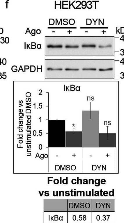 Western Blot Lymphotoxin beta R/TNFRSF3 Antibody
