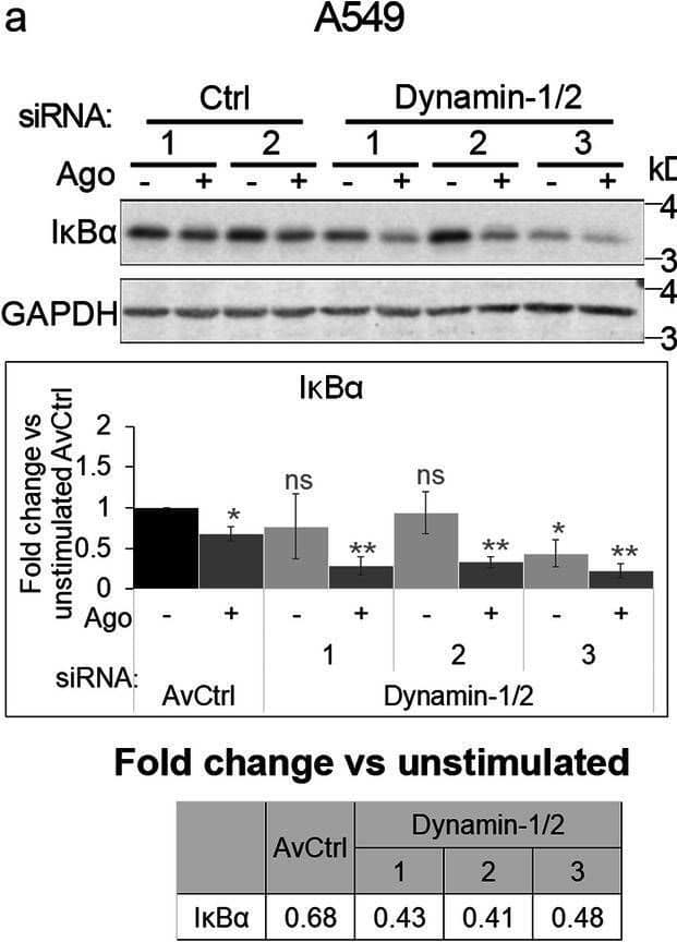 Western Blot Lymphotoxin beta R/TNFRSF3 Antibody