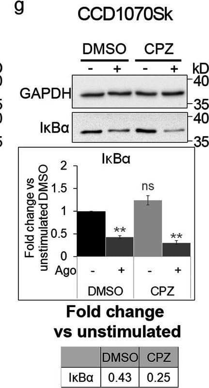 Blocking clathrin-dependent endocytosis enhances activation of canonical NF-kappa B signaling by LT beta R. A549 (a), HEK293T (b, d) and CCD1070Sk (c, d) cells were transfected with siRNAs targeting clathrin (CHC) (two oligonucleotides) along with control, non-targeting siRNAs (two oligonucleotides) or treated with chlorpromazine (CPZ, e-g) along with DMSO, and stimulated or not with Ago for 1 h. Lysates of cells were analyzed by Western blotting with antibodies against the indicated proteins. Graphs show densitometric analysis of abundance of I kappa B alpha , normalized to loading controls (GAPDH or vinculin). Values are presented as a fold change vs unstimulated non-targeting controls – averaged non-targeting controls (AvCtrl) or DMSO, set as 1. Data represent the means ± SEM, n = 3 (a, b, f, g), n = 4 (c, e); ns - P > 0.05; *P ≤ 0.05; **P ≤ 0.01; ***P ≤ 0.001 by one sample t test. Tables present the fold change of I kappa B alpha  abundance in stimulated vs unstimulated cells (means, n ≥ 3). d HEK293T and CCD1070Sk cells were analyzed with respect to the efficiency of clathrin knock-down. Representative blots are shown. The blots of GAPDH shown in panels b and c are also shown in panel d Image collected and cropped by CiteAb from the following open publication (//pubmed.ncbi.nlm.nih.gov/33148272), licensed under a CC-BY license. Not internally tested by R&D Systems.