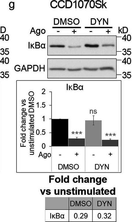 Blocking dynamin-dependent endocytosis enhances activation of canonical NF-kappa B signaling by LT beta R. A549 (a), HEK293T (b, d) and CCD1070Sk (c, d) cells were transfected with siRNAs targeting dynamin-1/2 (three combinations of oligonucleotides targeting dynamin-1 and dynamin-2, see Methods) along with non-targeting control (Ctrl) siRNAs (two combinations of oligonucleotides, see Methods) or treated with dynasore (DYN, e-g) along with DMSO, and stimulated or not with Ago for 1 h. Lysates of cells were analyzed by Western blotting with antibodies against the indicated proteins. Graphs show densitometric analysis of abundance of I kappa B alpha , normalized to loading controls (GAPDH or vinculin). Values are presented as a fold change vs unstimulated non-targeting controls – averaged non-targeting controls (AvCtrl) or DMSO, set as 1. Data represent the means ± SEM, n = 3 (b, c, f), n = 4 (a, e, g); ns - P > 0.05; *P ≤ 0.05; **P ≤ 0.01; ***P ≤ 0.001 by one sample t test. Tables present the fold change of I kappa B alpha  abundance in stimulated vs unstimulated cells (means, n ≥ 3). d HEK293T and CCD1070Sk cells were analyzed with respect to the efficiency of dynamin knock-down. Representative blots are shown Image collected and cropped by CiteAb from the following open publication (//pubmed.ncbi.nlm.nih.gov/33148272), licensed under a CC-BY license. Not internally tested by R&D Systems.