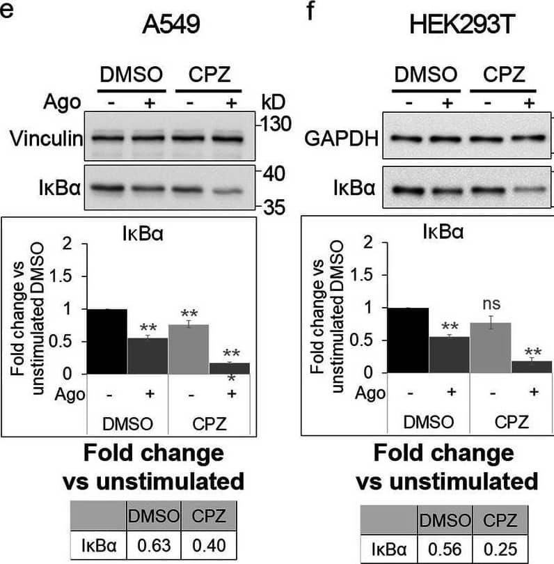 Blocking clathrin-dependent endocytosis enhances activation of canonical NF-kappa B signaling by LT beta R. A549 (a), HEK293T (b, d) and CCD1070Sk (c, d) cells were transfected with siRNAs targeting clathrin (CHC) (two oligonucleotides) along with control, non-targeting siRNAs (two oligonucleotides) or treated with chlorpromazine (CPZ, e-g) along with DMSO, and stimulated or not with Ago for 1 h. Lysates of cells were analyzed by Western blotting with antibodies against the indicated proteins. Graphs show densitometric analysis of abundance of I kappa B alpha , normalized to loading controls (GAPDH or vinculin). Values are presented as a fold change vs unstimulated non-targeting controls – averaged non-targeting controls (AvCtrl) or DMSO, set as 1. Data represent the means ± SEM, n = 3 (a, b, f, g), n = 4 (c, e); ns - P > 0.05; *P ≤ 0.05; **P ≤ 0.01; ***P ≤ 0.001 by one sample t test. Tables present the fold change of I kappa B alpha  abundance in stimulated vs unstimulated cells (means, n ≥ 3). d HEK293T and CCD1070Sk cells were analyzed with respect to the efficiency of clathrin knock-down. Representative blots are shown. The blots of GAPDH shown in panels b and c are also shown in panel d Image collected and cropped by CiteAb from the following open publication (//pubmed.ncbi.nlm.nih.gov/33148272), licensed under a CC-BY license. Not internally tested by R&D Systems.