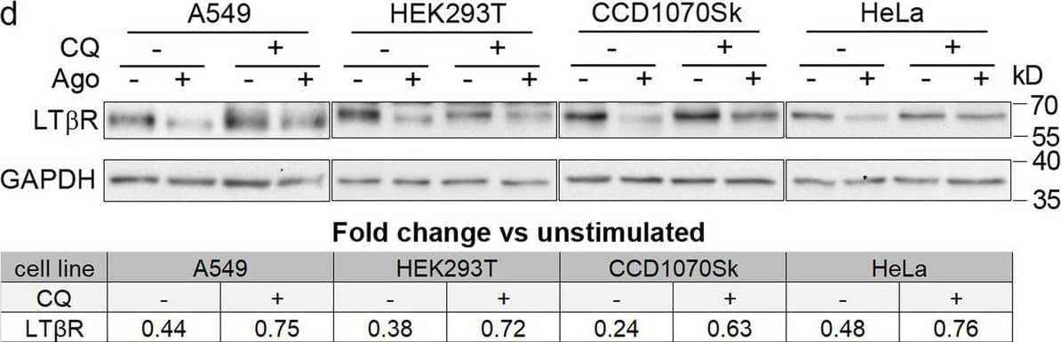 LT beta R is internalized and trafficked towards degradation upon ligand binding. A549 cells were stimulated with Ago for the indicated time periods and immunostained for LT beta R, EEA1 and LAMP1 (a) or trans- (TGN46) and cis-Golgi (GM130) (b). Insets show magnified views of boxed regions in the main images. Scale bars, 20 μm. Graphs represent the analysis of colocalization between LT beta R and EEA1 or LAMP1, and integral intensity of LT beta R (a) and colocalization between LT beta R and GM130 or TGN46 (b). Data represent the means ± SEM, n ≥ 5 (a), n = 3 (b); ns - P > 0.05; *P ≤ 0.05; **P ≤ 0.01; ***P ≤ 0.001 by one sample t test. c Lysates of A549 cells stimulated with Ago for different time periods were analyzed by Western blotting with antibodies against LT beta R and vinculin (used as a loading control). Representative blots are shown. Values below blots represent the averaged LT beta R/vinculin ratio (n = 5) in cells stimulated with Ago for the indicated time periods. Values are normalized to unstimulated control (time 0) set as 1.d Lysates of A549, HEK293T, CCD1070Sk and HeLa cells pretreated or not for 20 h (A549, HEK293T, CCD1070Sk) or 16 h (HeLa) with lysosomal degradation inhibitor, chloroquine (CQ), stimulated or not with Ago for the next 4 h were analyzed by Western blotting with antibodies against LT beta R and GAPDH (used as a loading control). Representative blots are shown. Table presents the fold change of LT beta R abundance in stimulated vs unstimulated cells (means, n ≥ 3) Image collected and cropped by CiteAb from the following open publication (//pubmed.ncbi.nlm.nih.gov/33148272), licensed under a CC-BY license. Not internally tested by R&D Systems.
