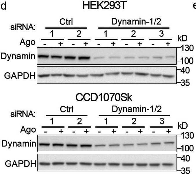 Blocking dynamin-dependent endocytosis enhances activation of canonical NF-kappa B signaling by LT beta R. A549 (a), HEK293T (b, d) and CCD1070Sk (c, d) cells were transfected with siRNAs targeting dynamin-1/2 (three combinations of oligonucleotides targeting dynamin-1 and dynamin-2, see Methods) along with non-targeting control (Ctrl) siRNAs (two combinations of oligonucleotides, see Methods) or treated with dynasore (DYN, e-g) along with DMSO, and stimulated or not with Ago for 1 h. Lysates of cells were analyzed by Western blotting with antibodies against the indicated proteins. Graphs show densitometric analysis of abundance of I kappa B alpha , normalized to loading controls (GAPDH or vinculin). Values are presented as a fold change vs unstimulated non-targeting controls – averaged non-targeting controls (AvCtrl) or DMSO, set as 1. Data represent the means ± SEM, n = 3 (b, c, f), n = 4 (a, e, g); ns - P > 0.05; *P ≤ 0.05; **P ≤ 0.01; ***P ≤ 0.001 by one sample t test. Tables present the fold change of I kappa B alpha  abundance in stimulated vs unstimulated cells (means, n ≥ 3). d HEK293T and CCD1070Sk cells were analyzed with respect to the efficiency of dynamin knock-down. Representative blots are shown Image collected and cropped by CiteAb from the following open publication (//pubmed.ncbi.nlm.nih.gov/33148272), licensed under a CC-BY license. Not internally tested by R&D Systems.