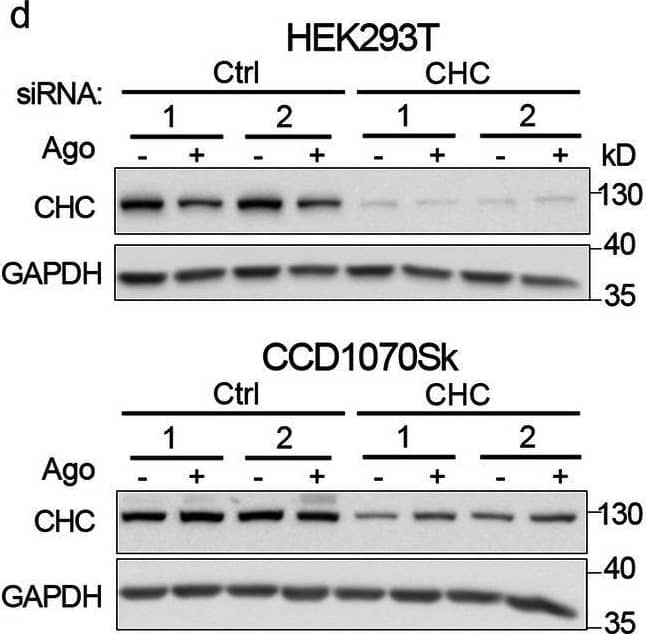 Blocking clathrin-dependent endocytosis enhances activation of canonical NF-kappa B signaling by LT beta R. A549 (a), HEK293T (b, d) and CCD1070Sk (c, d) cells were transfected with siRNAs targeting clathrin (CHC) (two oligonucleotides) along with control, non-targeting siRNAs (two oligonucleotides) or treated with chlorpromazine (CPZ, e-g) along with DMSO, and stimulated or not with Ago for 1 h. Lysates of cells were analyzed by Western blotting with antibodies against the indicated proteins. Graphs show densitometric analysis of abundance of I kappa B alpha , normalized to loading controls (GAPDH or vinculin). Values are presented as a fold change vs unstimulated non-targeting controls – averaged non-targeting controls (AvCtrl) or DMSO, set as 1. Data represent the means ± SEM, n = 3 (a, b, f, g), n = 4 (c, e); ns - P > 0.05; *P ≤ 0.05; **P ≤ 0.01; ***P ≤ 0.001 by one sample t test. Tables present the fold change of I kappa B alpha  abundance in stimulated vs unstimulated cells (means, n ≥ 3). d HEK293T and CCD1070Sk cells were analyzed with respect to the efficiency of clathrin knock-down. Representative blots are shown. The blots of GAPDH shown in panels b and c are also shown in panel d Image collected and cropped by CiteAb from the following open publication (//pubmed.ncbi.nlm.nih.gov/33148272), licensed under a CC-BY license. Not internally tested by R&D Systems.