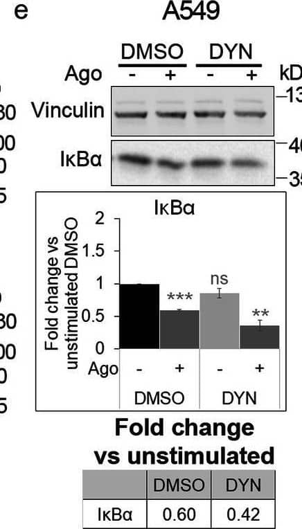 Western Blot Lymphotoxin beta R/TNFRSF3 Antibody