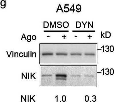 Clathrin and dynamin deficiency reduces activation of the non-canonical NF-kappa B pathway. a-c A549, HEK293T and CCD1070Sk cells were transfected with siRNAs targeting clathrin (CHC) (two oligonucleotides) along with control, non-targeting siRNAs (two oligonucleotides) and stimulated or not with Ago for 1 h. d, f A549 cells were transfected with siRNAs targeting dynamin-1/2 (three combinations of oligonucleotides targeting dynamin-1 and dynamin-2, see Methods) along with non-targeting control (Ctrl) siRNAs (two combinations of oligonucleotides, see Methods) and stimulated or not with Ago for 1 h. e, g A549 cells were treated with dynasore (DYN) or DMSO and stimulated or not with Ago for 1 h. Lysates of cells were analyzed by Western blotting with antibodies against the indicated proteins. Representative blots are shown. Values presented below blots represent the averaged p52/p100/loading control (a-e) or NIK/loading control ratio (f-g) from at least three experiments (normalized to the selected control, set as 1) in cells stimulated with Ago Image collected and cropped by CiteAb from the following open publication (//pubmed.ncbi.nlm.nih.gov/33148272), licensed under a CC-BY license. Not internally tested by R&D Systems.
