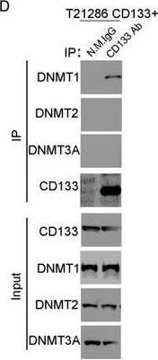 CD133 interacts with DNMT1 depending on its C‐terminal cytoplasmic domain. D) The interaction between CD133 & the members of DNMT is examined by Co‐IP assay. Lysates of CD133+  are subjected to IP using anti‐CD133 antibody (Clone W6B3C1), followed by IB with anti‐CD133 (Clone W6B3C1), anti‐DNMT1, anti‐DNMT2, or anti‐DNMT3A antibodies. Whole‐cell lysates are analyzed by IB with anti‐CD133, anti‐DNMT1, anti‐DNMT2, or anti‐DNMT3A antibodies as input. Image collected & cropped by CiteAb from the following open publication (//pubmed.ncbi.nlm.nih.gov/35798319), licensed under a CC-BY license. Not internally tested by R&D Systems.