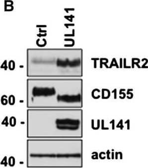 UL141 Blockade of Both TRAIL DR and CD155 Contributes to NK Cell Inhibition(A) RAd control or UL141 transduced A549 cells were analyzed for expression of TRAIL-R2, CD155 and CD112 at the time of NK cell addition by flow cytometry.(B) Western blot of RAd-transduced A549 cells.(C) Expression of TRAIL by IFN alpha  activated (blue) or unactivated (red) human NK cells assessed by flow cytometry.(D) IFN alpha -activated NK cells were purified from human peripheral blood and added to A549 lung epithelial cells transduced with either control adenovirus vector (Rad-Cntrl) or Rad-UL141 (effector to target [E:T] ratio of 2). Blocking  alpha DNAM-1 antibody or blocking soluble TRAIL-R2 (10 μg/ml) was added to cultures where indicated (+), and control mIgG or sCD30 was added as a control to the other cultures. Apoptosis of A549 cells was assessed 4 hr later. Shown are two representative experiments of more than six performed.(E) Summary of NK killing data from eight separate experiments and four different donors. †Data are mean ± SEM from n = 1 to 3 wells. ∗Bonferroni post test shows significance at p < 0.05.See also Figure S5. Image collected and cropped by CiteAb from the following open publication (//pubmed.ncbi.nlm.nih.gov/23498957), licensed under a CC-BY license. Not internally tested by R&D Systems.