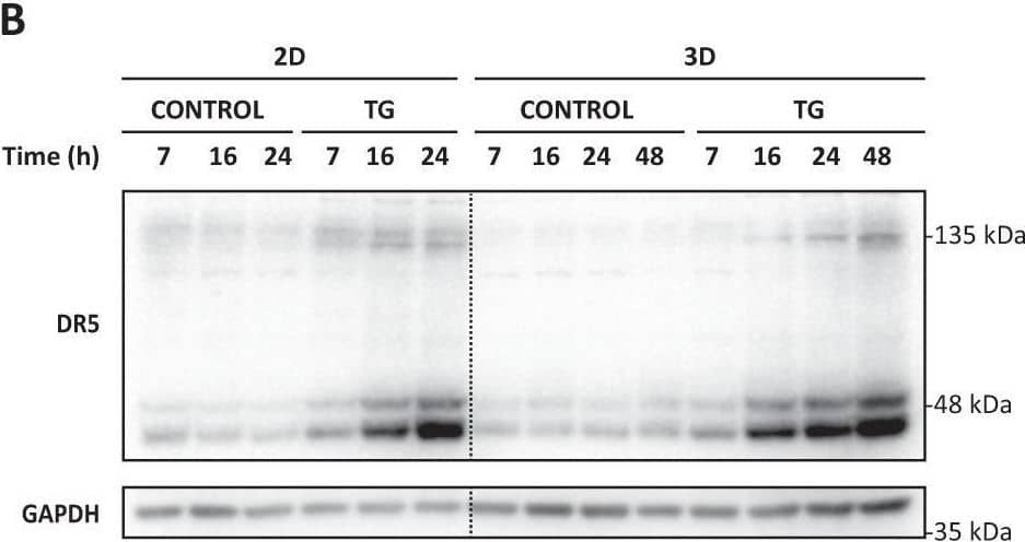 PERK pathway activation upon ER stress in bidimensional cultures and multicellular tumor spheroids.HCT116 cells, in conventional 2D cultures or spheroids (3D) (10-days), were treated with TG (100 nM) for the indicated times. Activation of the PERK signaling pathway (A) and TRAIL-R2/DR5 protein levels (B) were assessed in whole-cell extracts by western blotting.  alpha -tubulin or GAPDH were used as protein-loading controls. Image collected and cropped by CiteAb from the following open publication (//pubmed.ncbi.nlm.nih.gov/35115486), licensed under a CC-BY license. Not internally tested by R&D Systems.