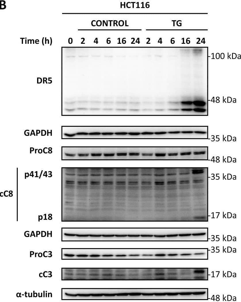 cFLIP levels and caspase-8 activation upon ER stress in tumor cells.HCT116 cells were treated with TG (100 nM) for the indicated times. cFLIP and CHOP levels (A) as well as TRAIL-R2/DR5 upregulation, caspase-8 and caspase-3 processing (B) were determined in whole-cell extracts by western blotting. Levels of both cFLIP isoforms were quantified with Image LabTM 6.0 software using GAPDH as protein-loading control and graphed relative to time 0 levels. Blots are representative of three independent experiments. In A, two different exposures of the western blot are shown to follow the levels of the short isoform of cFLIP. C HCT116 cells were treated with TG (100 nM) for the indicated times and mRNA relative levels of cFLIPL (upper panel) and cFLIPS (lower panel) were examined by RT-qPCR as described in materials and methods and referred to time 0 h levels (ns = not statistically significant. Unpaired t test with Welch’s correction). Image collected and cropped by CiteAb from the following open publication (//pubmed.ncbi.nlm.nih.gov/35115486), licensed under a CC-BY license. Not internally tested by R&D Systems.