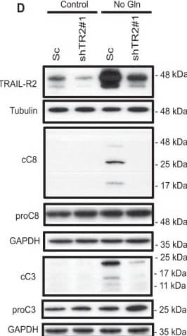 Role of TRAIL-R2 in apoptosis induced by glutamine deprivation in tumor cells.A (HCT116) or B (MDA-MB468) cells stably expressing a scrambled (shSc) or a TRAIL-R2 targeting shRNA (shTRAIL-R2#1) were cultured with or without glutamine and apoptosis was assessed at the indicated times (HCT116) or 48 h (MDA-MB468). TRAIL-R2 knockdown was determined by Western blotting. Tubulin and GAPDH were used as protein-loading controls. Data are presented as mean ± SD from at least three independent experiments. **P < 0.01; ****P < 0.0001; two-way ANOVA test. Tukey’s multiple comparison test. C Procaspase-8 levels and caspase-8 activation (cC8) in HCT116 cells incubated in the presence or absence of glutamine for the indicated times. D Scrambled (Sc) or shTRAIL-R2#1 HCT116 cells were cultured in the presence or absence of glutamine for 24 h. Following this incubation, TRAIL-R2 levels, caspase-8 and caspase-3 activation, as well as procaspase-8 or procaspase-3 levels were assessed by Western blotting. Image collected and cropped by CiteAb from the following open publication (//pubmed.ncbi.nlm.nih.gov/36302756), licensed under a CC-BY license. Not internally tested by R&D Systems.