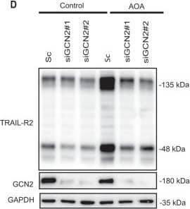 GCN2-dependent activation of the extrinsic pathway of apoptosis in tumor cells treated with AOA.A Apoptosis in HCT116 cells cultured for 48 h in complete medium with or without AOA in the presence or absence of non-essential amino acids (NEAA). B, C HCT116 cells were transfected either with a scrambled oligonucleotide (Sc) or with two different siRNAs targeting GCN2 (siGCN2#1 or #2). 48 hours after transfection, cells were either incubated for 16 h in the presence of absence of AOA to assess phosphorylated eIF2 alpha , eIF2 alpha  and CHOP levels by Western blotting (B), or during 24 h to measure apoptosis (C). D HCT116 cells were transfected and treated as described in B. TRAIL-R2 and GCN2 levels were assessed by Western blotting. GAPDH was used as protein-loading control. E HCT116 cells stably expressing scrambled, caspase-8, or TRAIL-R2 targeting shRNA, were cultured in the presence or absence of AOA, and apoptosis was measured at 24 or 48 h. Caspase 8 and TRAIL-R2 knockdown were determined by Western blotting. In A, C and E, data are presented as mean ± SD from at least three independent experiments. *P < 0.05; ***P < 0.001; ****P < 0.0001; two-way ANOVA test. Tukey’s multiple comparison test. Image collected and cropped by CiteAb from the following open publication (//pubmed.ncbi.nlm.nih.gov/36302756), licensed under a CC-BY license. Not internally tested by R&D Systems.