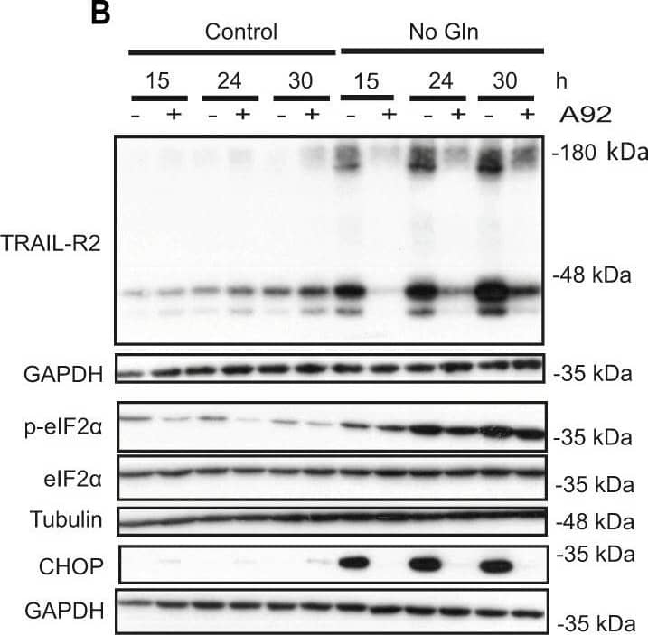 GCN2-dependent TRAIL-R2 upregulation upon glutamine deprivation in tumor cells.A HCT116 cells were cultured in the presence or absence of glutamine for the indicated times and TRAIL-R2 mRNA levels were measured by RT-qPCR (left panel). TRAIL-R2 and TRAIL-R1 protein levels were assessed by Western blotting (middle panel). GAPDH was used as protein-loading control. Cell surface TRAIL-R2 levels (right panel) were also analyzed in HCT116 and MDA-MB468 cell lines after 24 h of glutamine deprivation in the presence of 20 µM Q-VD-OPh, as described in Materials and Methods (MFI: geometric mean fluorescent intensity). B HCT116 cells were incubated for the indicated times in medium with or without glutamine, in the presence or absence of 1 µM A92. Western blotting was performed to determine TRAIL-R2, p-eIF2 alpha , eIF2 alpha  and CHOP levels. C HCT116 cells stably expressing either a scrambled (Sc) or a GCN2 targeting sequence (shGCN2), were incubated for 17 h in the presence or absence of glutamine. Following this incubation, TRAIL-R2 mRNA levels were measured by RT-qPCR (left panel) and GCN2, CHOP and TRAIL-R2 protein levels were assessed by Western blotting (right panel). Image collected and cropped by CiteAb from the following open publication (//pubmed.ncbi.nlm.nih.gov/36302756), licensed under a CC-BY license. Not internally tested by R&D Systems.