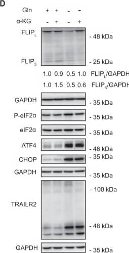 Role of FLIP in cell death induced by glutamine deprivation.A HCT116 (left panel) or MDA-MB468 (right panel) cells were cultured in the presence or absence of glutamine for the indicated times. Tubulin and GAPDH were used as protein-loading controls. Following these treatments, FLIPL and FLIPS levels were assessed by Western blotting. B Apoptosis was assessed in pBabe or FLIPL overexpressing HCT116 cells cultured in the presence or absence of glutamine for 48 h (left panel). Procaspase-8 levels, caspase-8 activation (cC8) and FLIPL overexpression were determined by Western-blotting after 30 h of glutamine starvation (right panel). C Apoptosis was assessed in pBabe or FLIPL-overexpressing MDA-MB468 cells cultured in the presence or absence of glutamine for 48 h. FLIPL overexpression was detected by Western blotting. In B and C data are presented as mean ± SD from at least three independent experiments. **P < 0.01; ***P < 0.001; two-way ANOVA test. Tukey’s multiple comparison test. D HCT116 cells were cultured in the presence or absence of glutamine for 16 h, with or without dimethyl  alpha -ketoglutarate (5 mM). FLIP levels, ISR activation and TRAIL-R2 upregulation were assessed by Western blotting. In E apoptosis was assessed in HCT116 cells cultured in the presence or absence of glutamine for 48 hours, with or without dimethyl  alpha -ketoglutarate. Data are presented as mean ± SD from at least three independent experiments. **P < 0.01; ***P < 0.001; two-way ANOVA test. Tukey’s multiple comparison test. Image collected and cropped by CiteAb from the following open publication (//pubmed.ncbi.nlm.nih.gov/36302756), licensed under a CC-BY license. Not internally tested by R&D Systems.