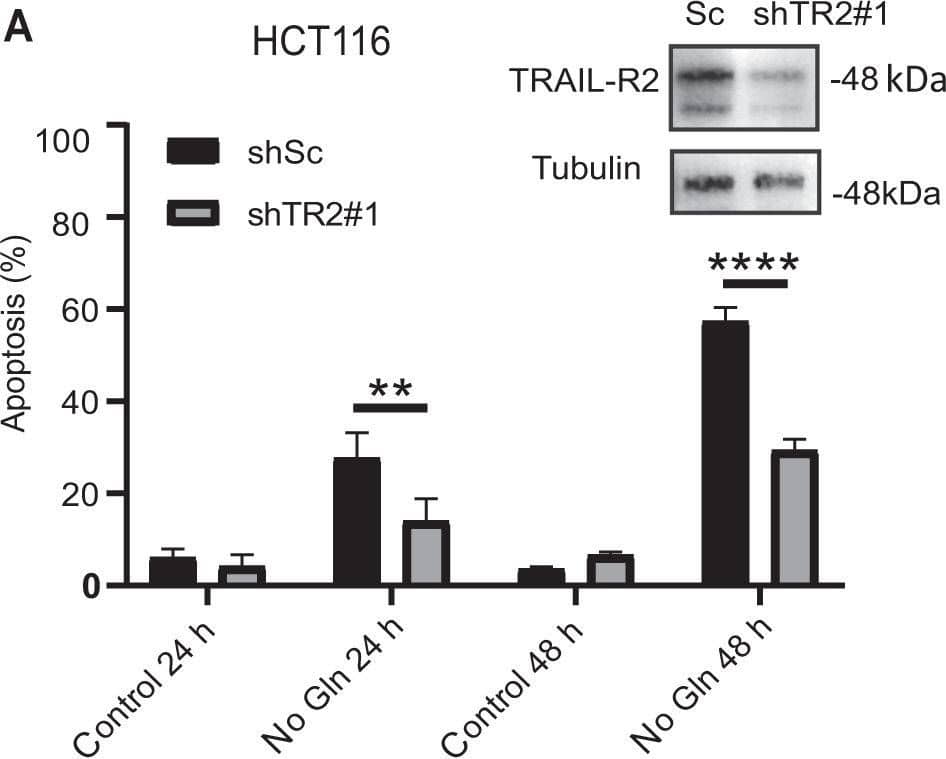 Role of TRAIL-R2 in apoptosis induced by glutamine deprivation in tumor cells.A (HCT116) or B (MDA-MB468) cells stably expressing a scrambled (shSc) or a TRAIL-R2 targeting shRNA (shTRAIL-R2#1) were cultured with or without glutamine and apoptosis was assessed at the indicated times (HCT116) or 48 h (MDA-MB468). TRAIL-R2 knockdown was determined by Western blotting. Tubulin and GAPDH were used as protein-loading controls. Data are presented as mean ± SD from at least three independent experiments. **P < 0.01; ****P < 0.0001; two-way ANOVA test. Tukey’s multiple comparison test. C Procaspase-8 levels and caspase-8 activation (cC8) in HCT116 cells incubated in the presence or absence of glutamine for the indicated times. D Scrambled (Sc) or shTRAIL-R2#1 HCT116 cells were cultured in the presence or absence of glutamine for 24 h. Following this incubation, TRAIL-R2 levels, caspase-8 and caspase-3 activation, as well as procaspase-8 or procaspase-3 levels were assessed by Western blotting. Image collected and cropped by CiteAb from the following open publication (//pubmed.ncbi.nlm.nih.gov/36302756), licensed under a CC-BY license. Not internally tested by R&D Systems.