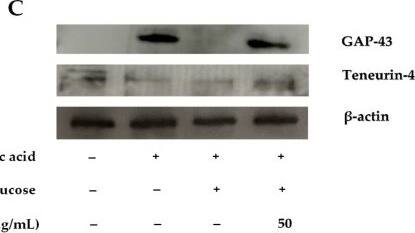 The effect of fraction ACH3 on neurite outgrowth (A). MTT assay was performed to clarify the effect of fraction ACH3 on cell viability (B). GAP-43 and Teneurin4 expression shown in a representative Western blot (C). Normalized values of both GAP-43 and Teneurin-4 against  beta -actin (D). All data are presented as the mean ± SEM, * p < 0.05 vs. control; +p < 0.05 vs. 10 μM RA; #p < 0.05 vs. high glucose-treated cells. Image collected and cropped by CiteAb from the following open publication (//pubmed.ncbi.nlm.nih.gov/36079924), licensed under a CC-BY license. Not internally tested by R&D Systems.