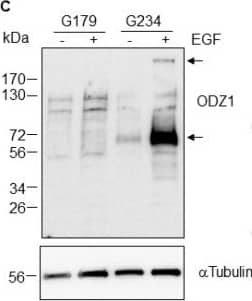 EGF induces the expression of ODZ1. (A) FACS analysis of two GBM cell lines expressing, or not, EGFR (same as in Figure 2A). (B) GBM cells were incubated with EGF and the mRNA levels of ODZ1 were determined after 24 h by qPCR. Histograms represent the mean of three independent experiments ± S.D. Asterisks represent significant differences (** p < 0.01). (C) Western Blot analysis confirmed that the exposure of GBM cells to EGF also promoted the expression of ODZ1 at the protein level. Additionally,  alpha Tubulin was used to ensure equal loading. Arrows indicate the native high-molecular-weight ODZ1 protein and its most frequent proteolytic fragment of 70 kDa. (D) Cells were incubated in the presence of EGF and migration was determined at different time points by using an in vitro wound healing assay. Image collected and cropped by CiteAb from the following open publication (//pubmed.ncbi.nlm.nih.gov/38727302), licensed under a CC-BY license. Not internally tested by R&D Systems.