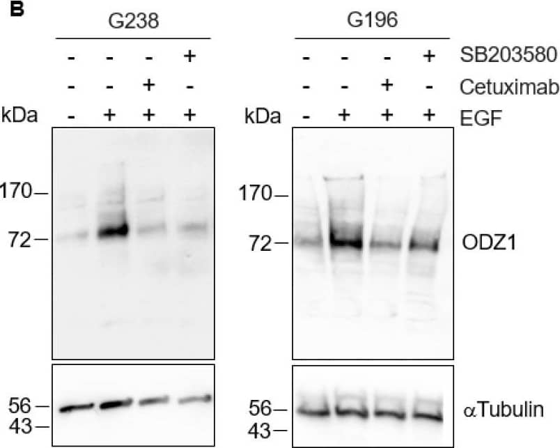 Western Blot Teneurin-1 Antibody